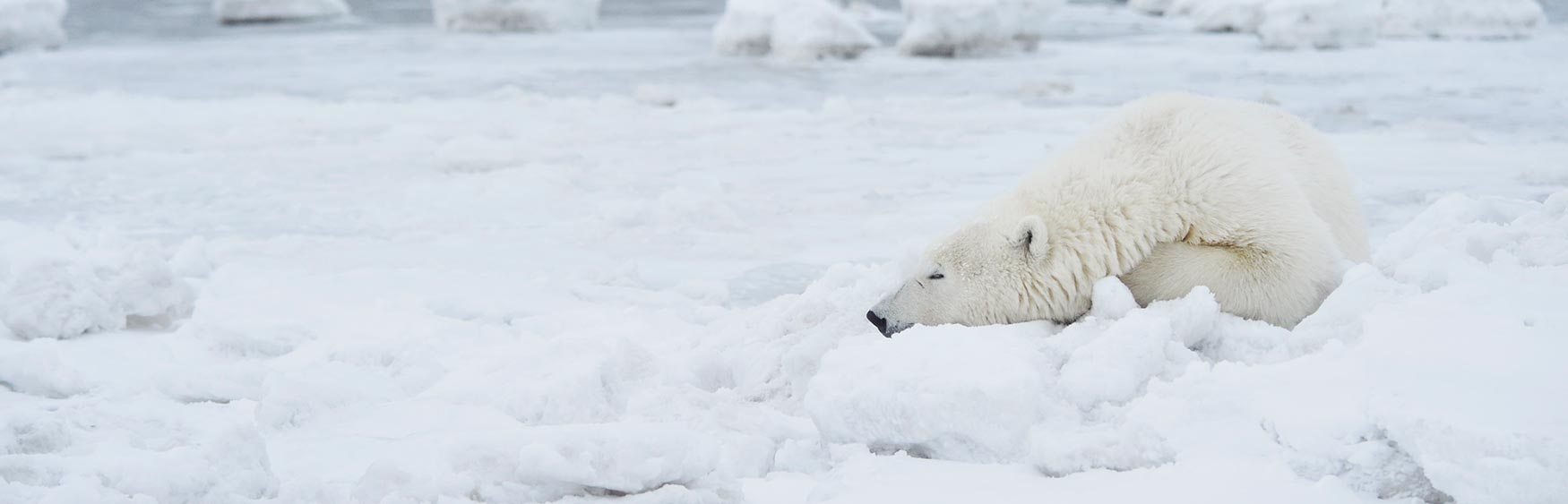 Male Polar bear photo, walking across snow, Arctic National Wildlife Refuge