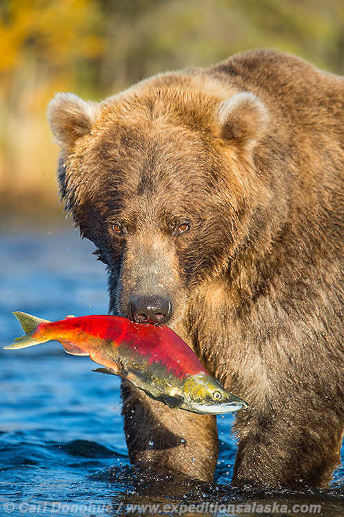 polar bear eating salmon