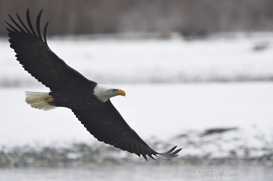 Bald eagle photo, Chilkat River, Haines Alaska