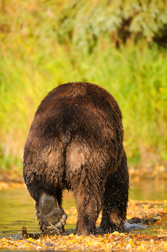 Bear male. Bear behind back.