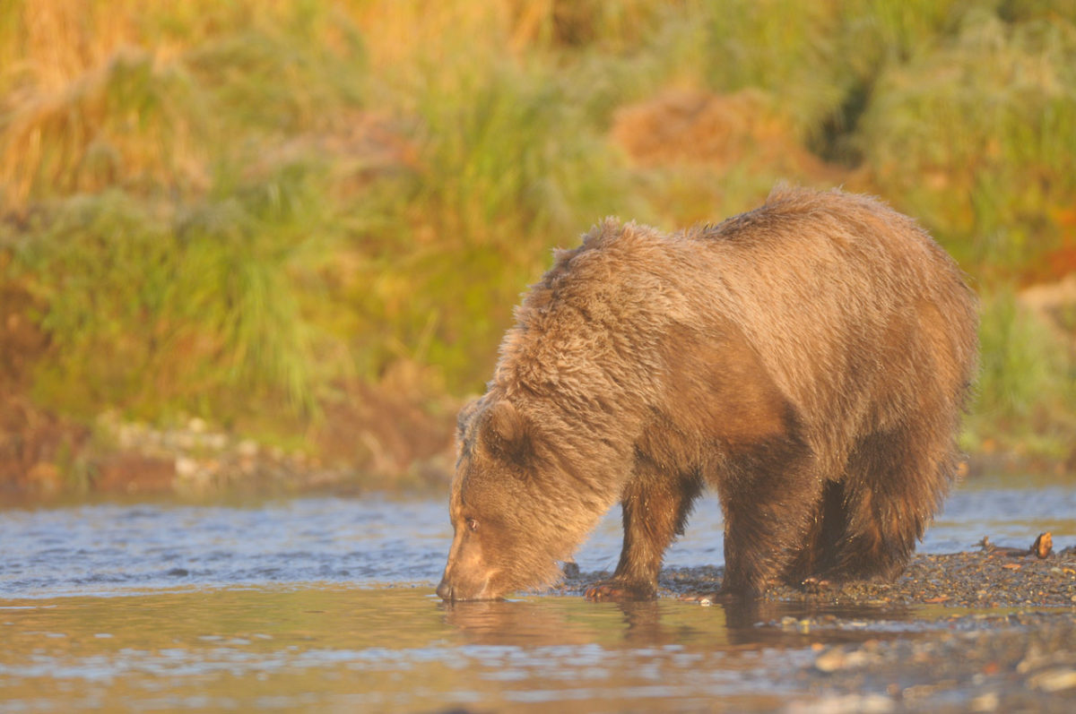 Young grizzly bear in morning light. | Expeditions Alaska