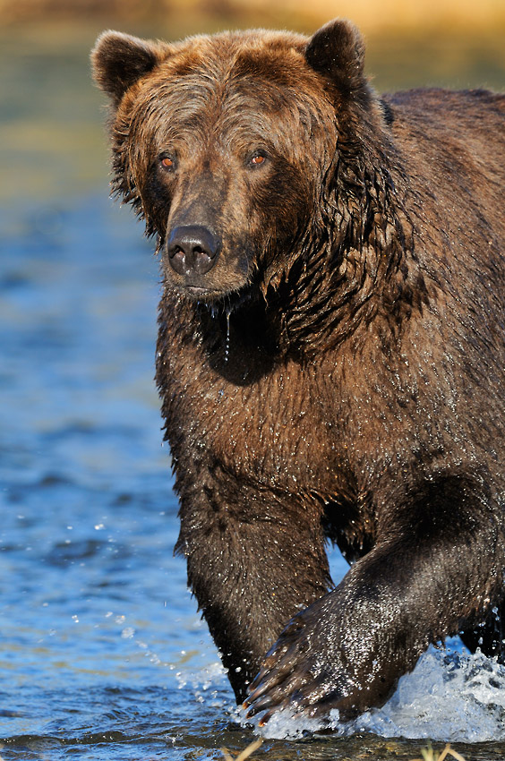 Well fed grizzly bear. | Expeditions Alaska