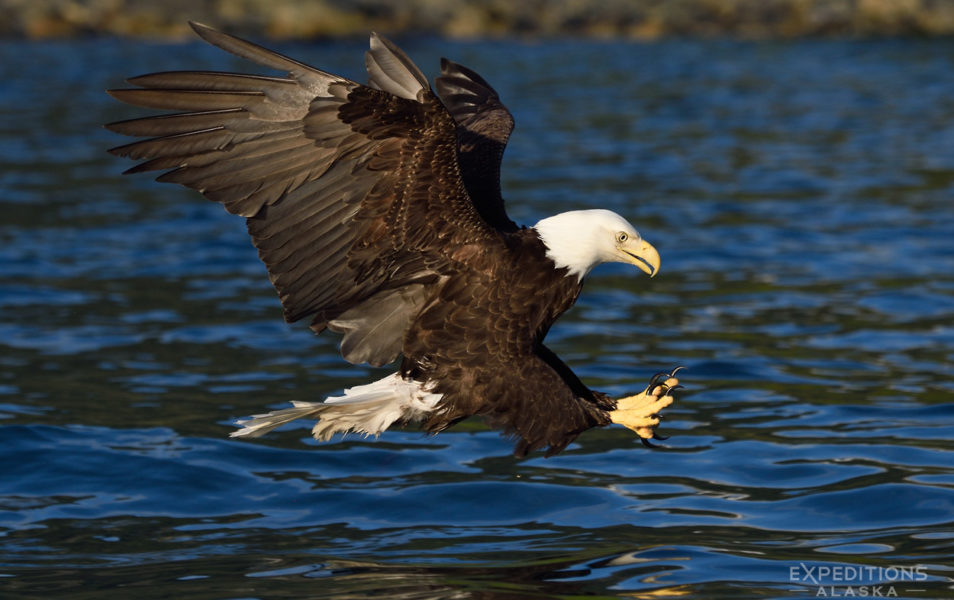 Adult bald eagle snatching a fish Prince William Sound, Alaska ...