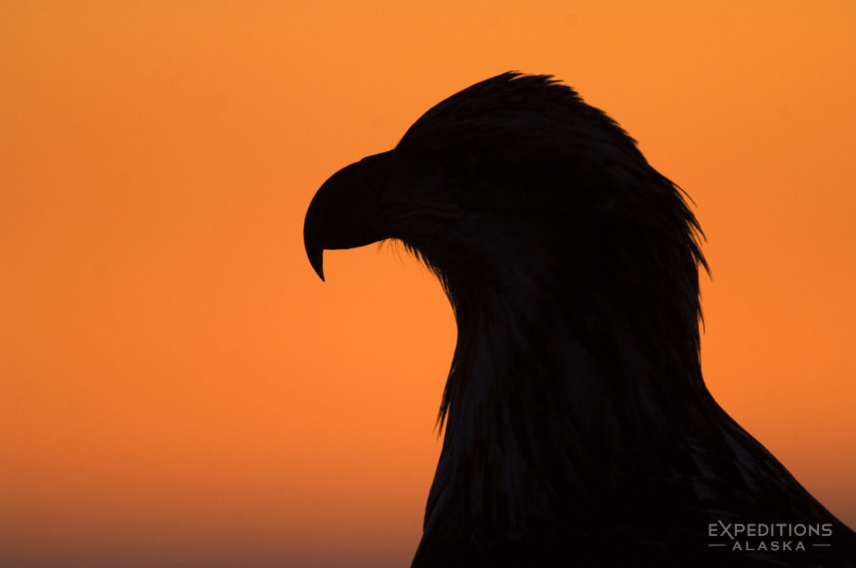 Juvenile bald eagle silhouette photo Homer Alaska 