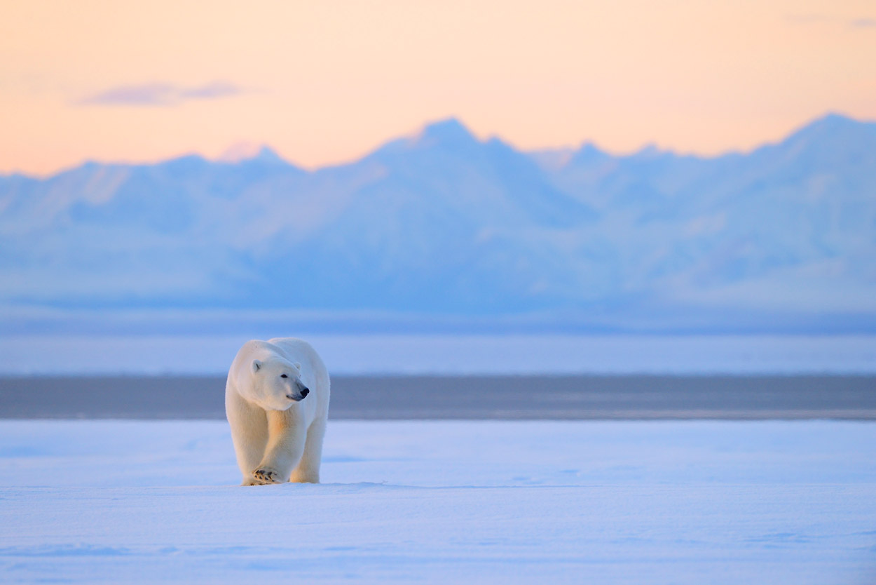 Polar Bear Photo Tour | Alaska Polar Bear Photography Workshop ANWR