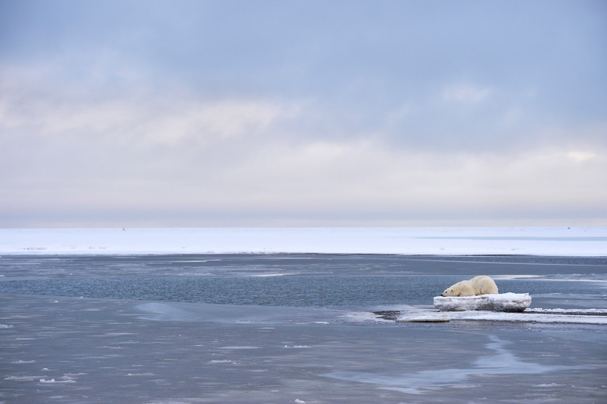 Polar Bear Photo Tour | Alaska Polar Bear Photography Workshop ANWR