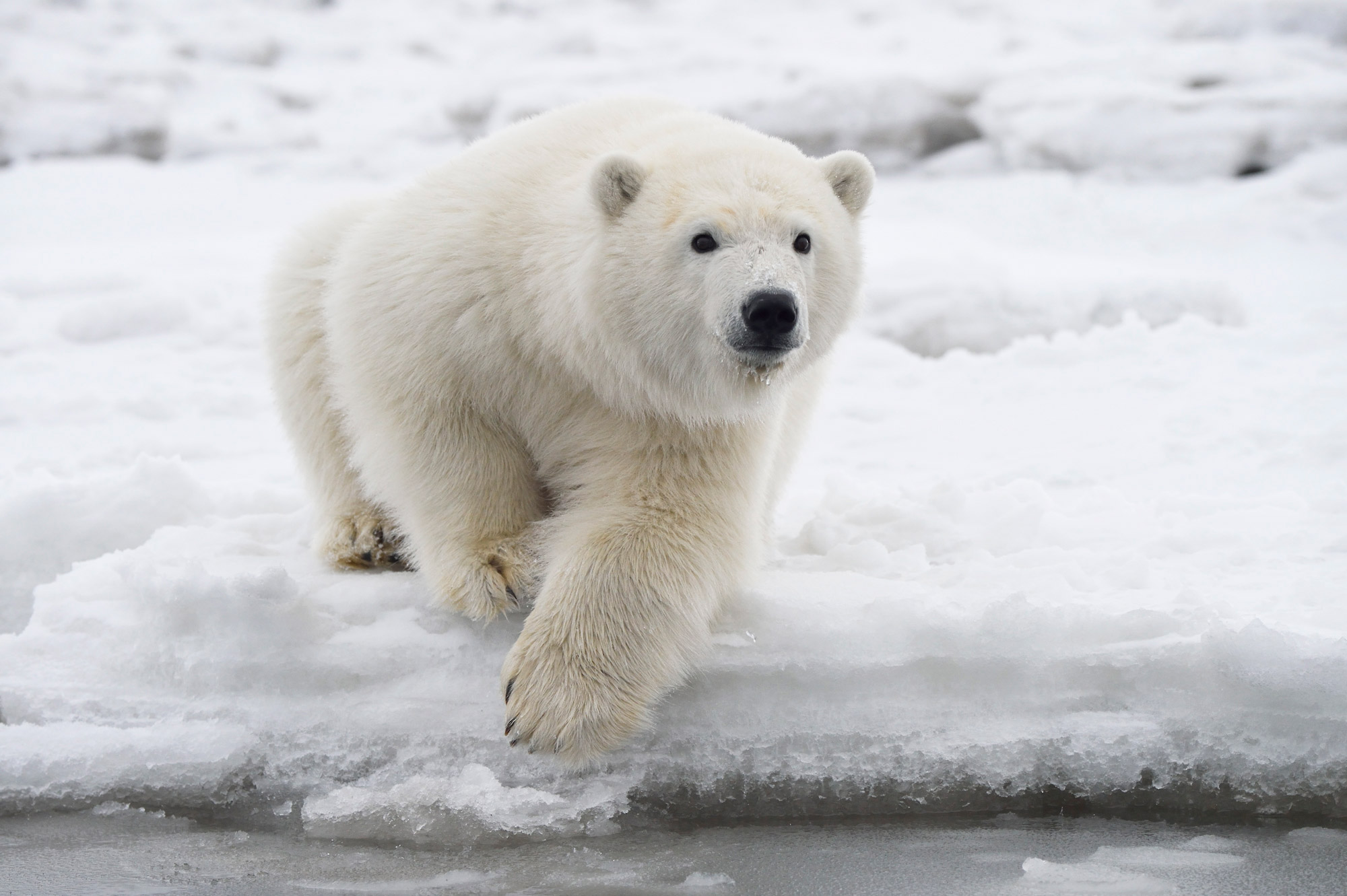 Polar Bear Photo Tour Alaska Polar Bear Photography Workshop ANWR