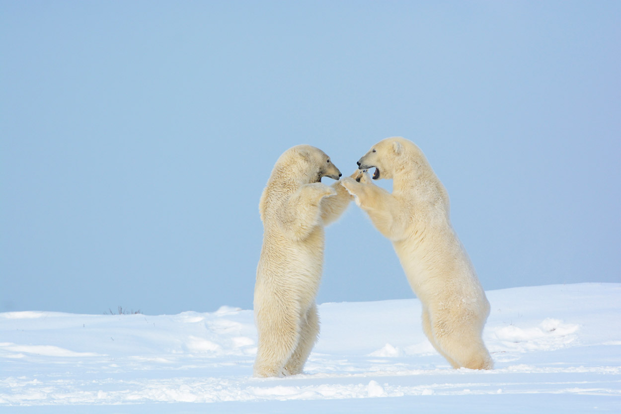 Polar Bear Photo Tour Alaska Polar Bear Photography Workshop Anwr 