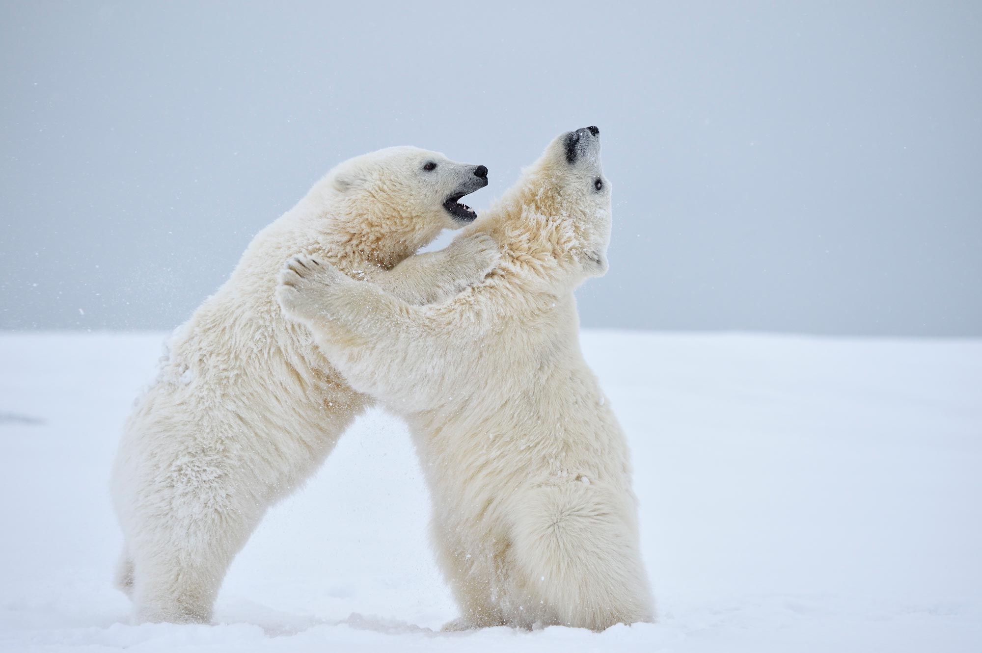 Alaska Polar Bear cubs at play Video. Expeditions Alaska