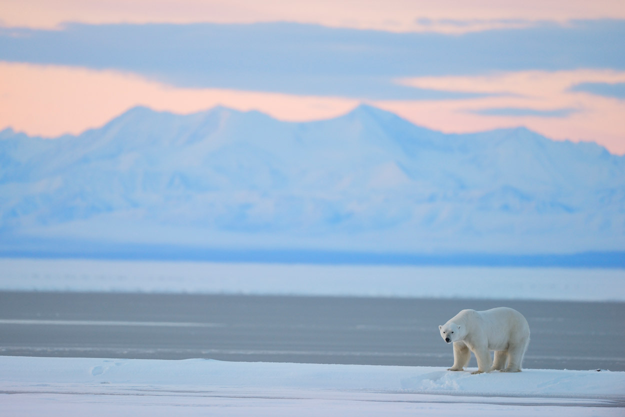 ANWR Trip Photos Polar Bear And Brooks Range, Arctic National Wildlife ...