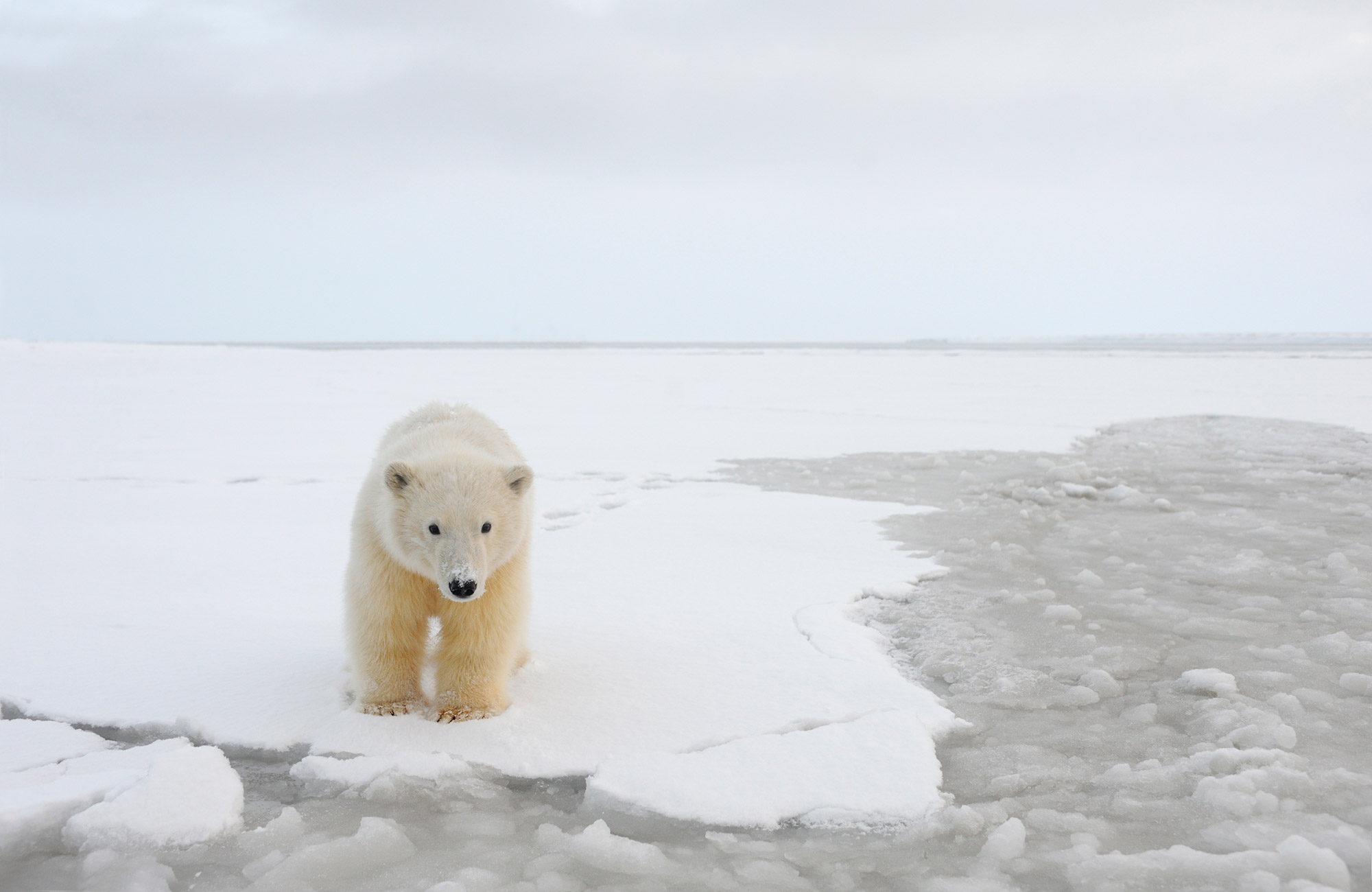 outdoor polar bear