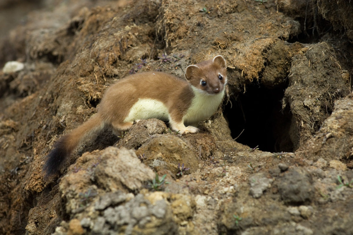 Anwr Trip Photos Short Tailed Weasel Arctic National Wildlife Refuge