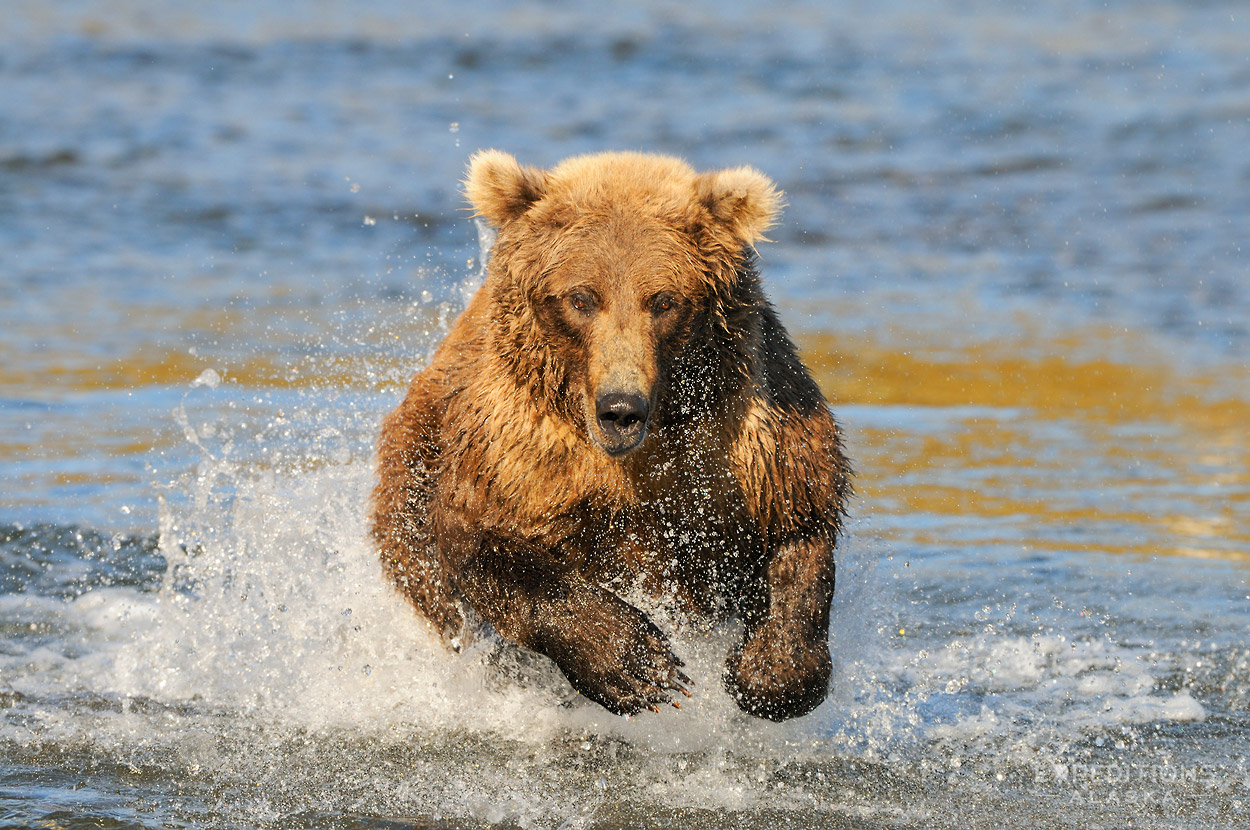 Fat Bears Photo Tour | Grizzly Bear Photography Tour Workshop