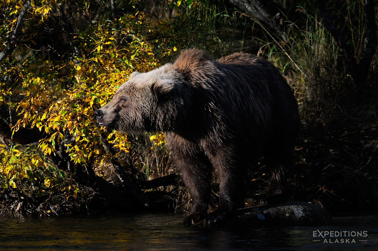 grizzly bear photo tours