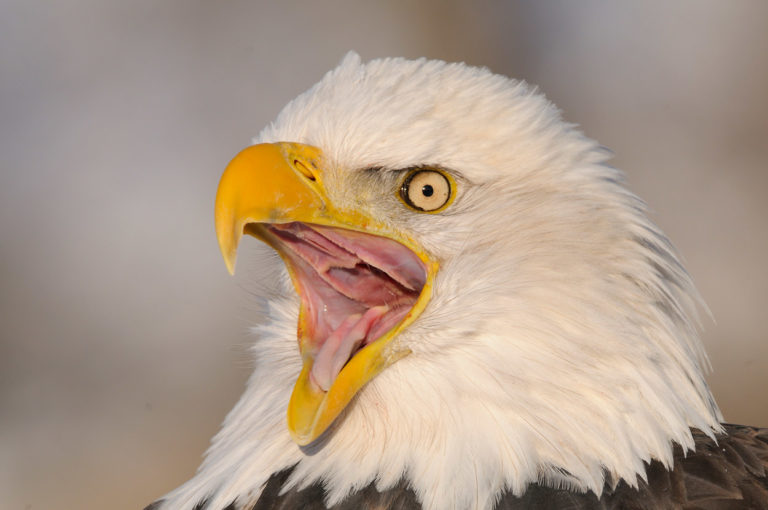 BALD EAGLE LIGHTING  AJ HARRISON PHOTOGRAPHY WORKSHOPS & TOURS