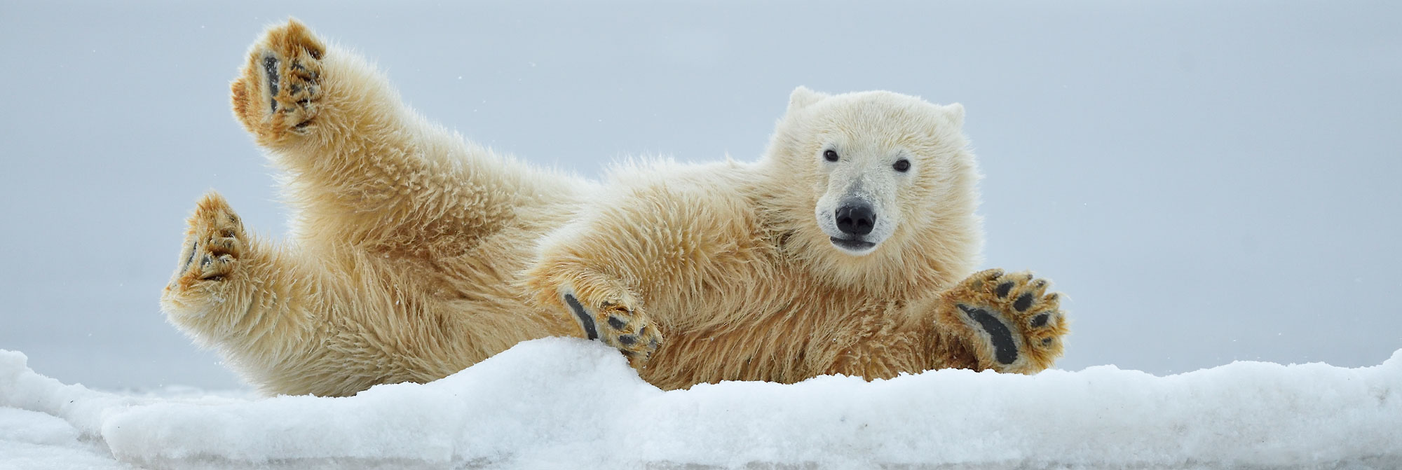 Polar Bear Cub Playing On Ice, Arctic National Wildlife Refuge, Alaska