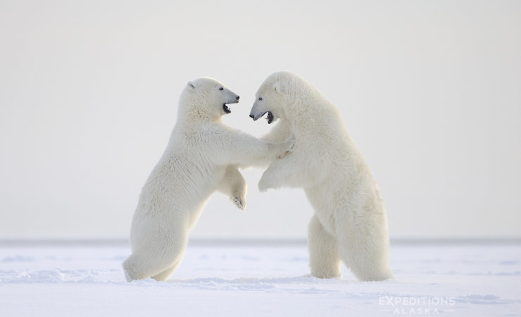 Free eBook Alaska Polar Bears Photos Carl Donohue Expeditions Alaska