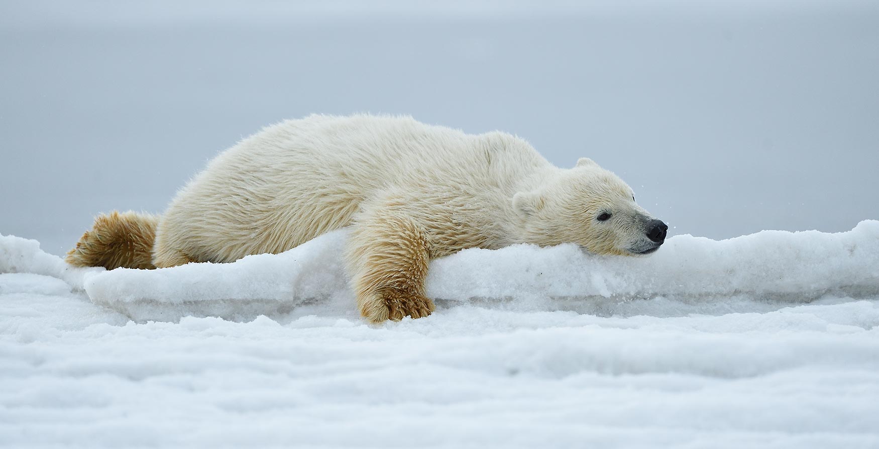 The Average Polar Bear Weighs 1 200 Pounds Dresstothrill Blog