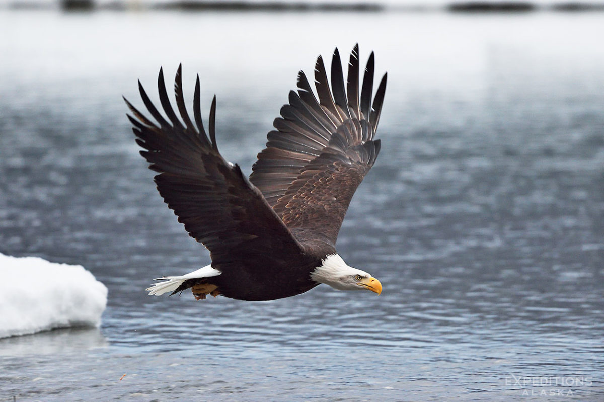 alaska bald eagle photo tours