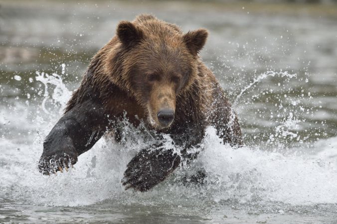 Photo of a male brown bear and a Sockeye salmon, Alaska