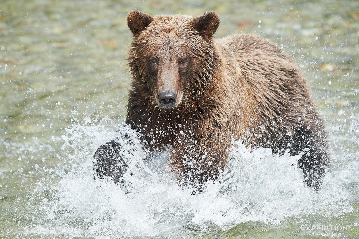 Alaska brown bear photo tour Katmai National Park Coast.