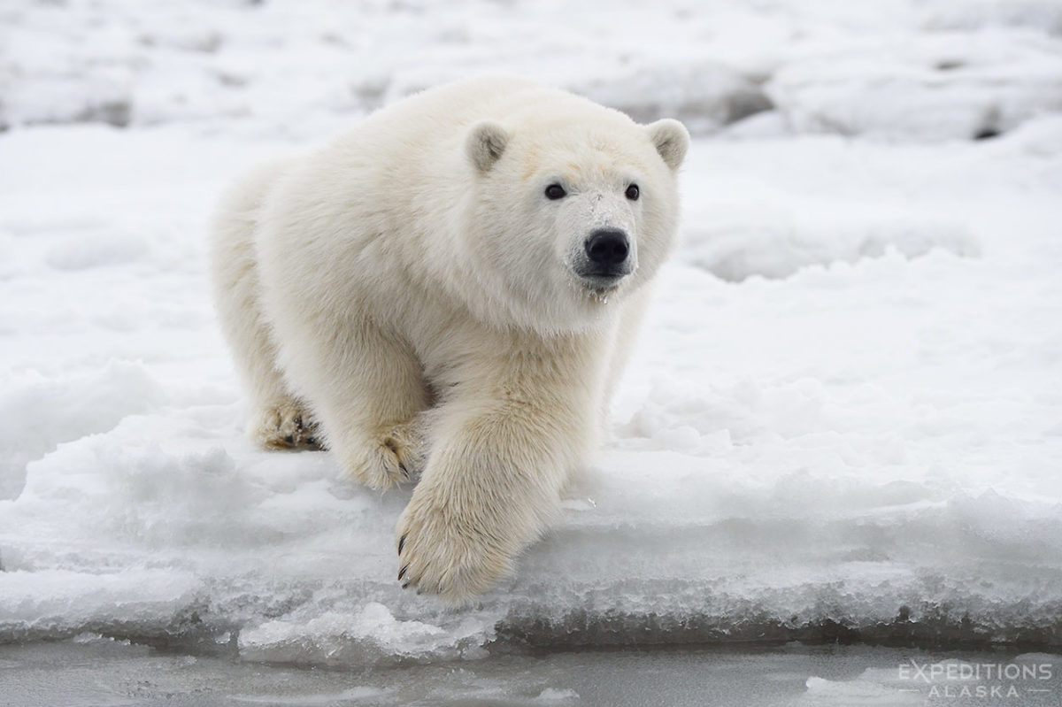 Polar Bears Arctic Alaska Arctic National Wildlife Refuge Ursus Maritimus 