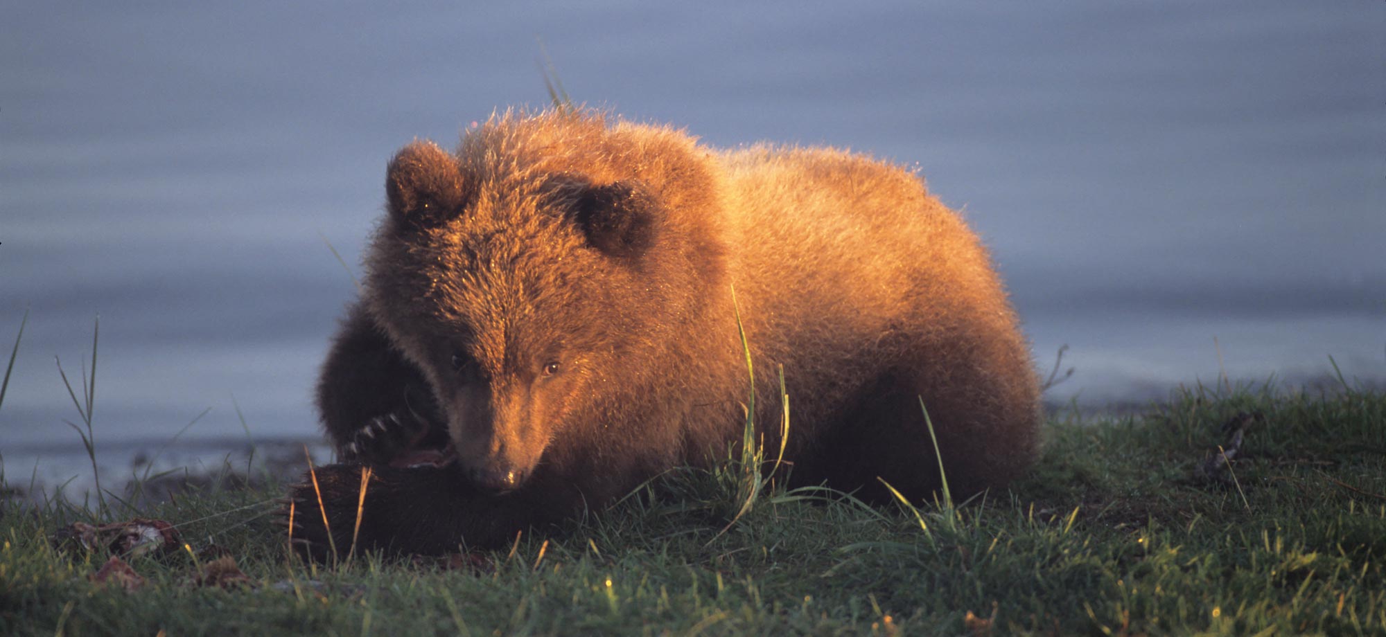 grizzly bear photo tour cub. | Expeditions Alaska