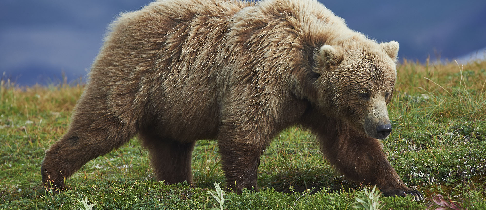 Brown Bear Katmai National Park, Alaska | Expeditions Alaska