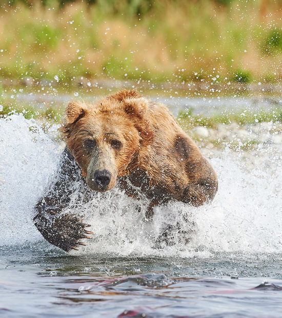 Male brown bear chasing salmon Katmai Park, Alaska.