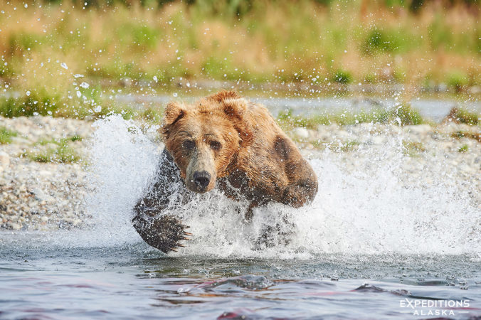 Photo of a male brown bear and a Sockeye salmon, Alaska