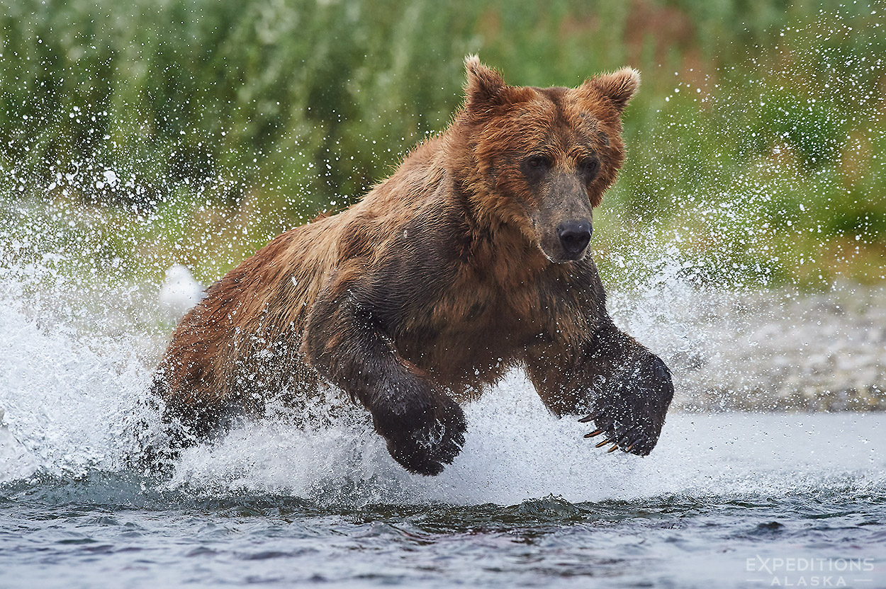 Brown Bears of Summer | Expeditions Alaska