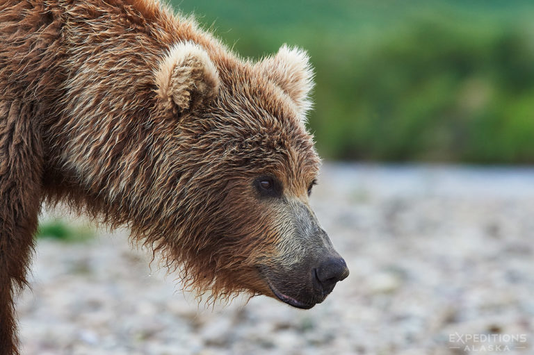 How to View Alaska's Bears