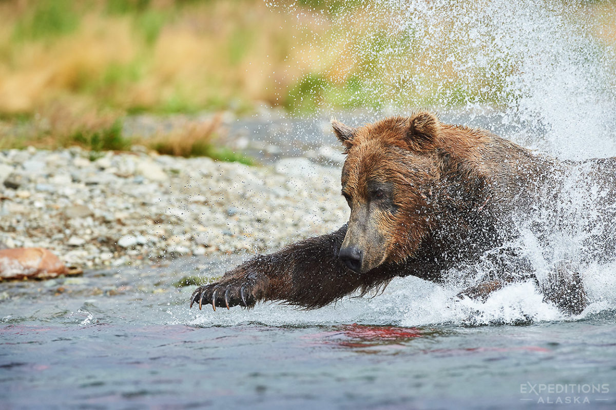 Brown bear fishing - IOM, May 2021 | Expeditions Alaska